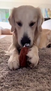 Funny Talking Poop Plush Toy – Makes Fart Sounds, Farting Dog Toy with 6+ Different Fart Sounds, Soft & Durable, Farting Poop Squishy Stress Toys, Christmas Gag Gift for Pets and Pranks (2pcs)