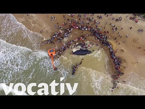 Over 200 People Helped Save This Stranded Humpback Whale
