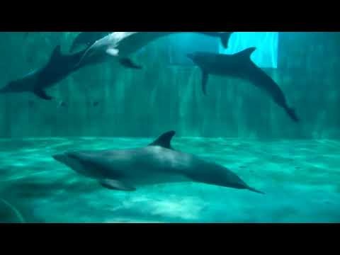 Star and Squirt meet all CMA's resident dolphins!