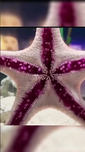 Starfish Movement Footage! #animals #starfish #seastars