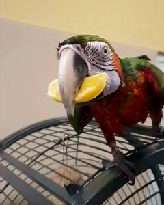 Dobra narandza 🤣❤️🦜 | ZOO Centar Sarajevo