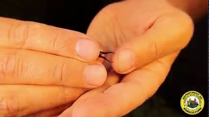 1.8K views · 66 reactions | Today, WVDA Plant and Pest Biologist Berry Crutchfield talk about a harmless bug with a bad reputation, Earwigs. If you need help identifying an insect, email us at bugbusters@WVDA.us or call 304-558-2212.  | West Virginia Department of Agriculture | Facebook