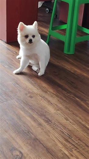 Shwe Zin Oo သည် TikTok ပေါ်တွင် ရှိသည်