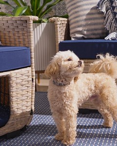 3 comments | Want to make your patio puppy friendly?  We have you covered! Shop this pet-friendly patio set and get free shipping*: https://bit.ly/3BxqOQr | Overstock | Facebook