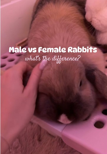 Male vs Female Rabbits: Key Differences Explained