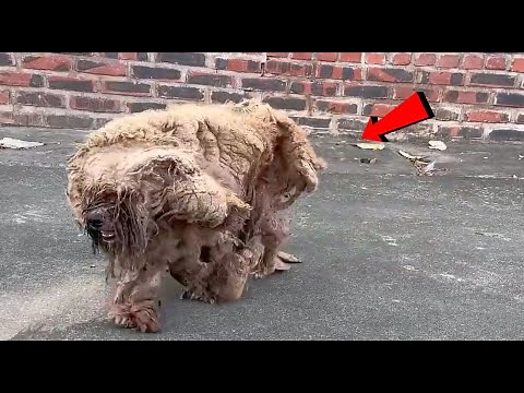 Abandoned Dog Gets a New Life after Being Rescued