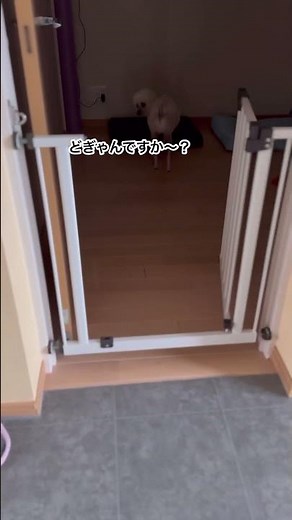 久しぶりの羊カットです🐑#shorts