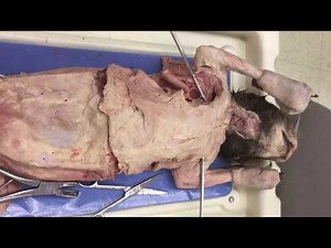 Introductory Cat Dissection