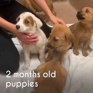 8.2K views · 160 reactions | Adorable 2 months old Shepherd mix puppies available now. 4 femals and 1 male. Puppies are $75 to adopt and each adoption include spay/neuter, microchip and first round of vaccinations. 4750 Community McKinney, TX | Collin County Adoptable Pets in McKinney Tx | Facebook