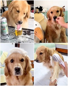 2.9K views · 96 reactions | Say hello to the cutest golden retriever in town | Lilyon DIY | Facebook