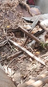 Baklang charing medium size🤣🤣🤣🤣 | Yamashita treasure