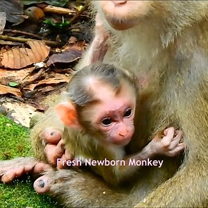 Wow wow fresh newborn try &try breastfeed milk 3 | Fresh Newborn Monkey | Facebook