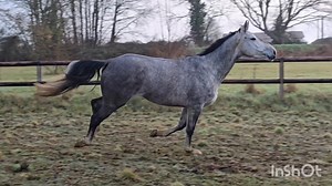 ⚡️Lady Normande 🥰 : jument de 4 ans par Conquistador sur une top souche. Petit prix car présence d'un OCD qui ne gene pas ⚡️ Super souche maternelle En effet. Souche directe Rock'N'Roll Animal et Fusain du Defey. Jument très amateur. Adorable pour tout. 1m65 pour la taille. Commence à sauter monté. Bouge très bien pour CSO ou CCE. 👨‍⚕️Visite 12 clichés 2024 ok pour sport. Présence d'un bout d'OCD qui ne gêne pas et facilement opérable. 💰 Inférieur à 10 000€ ht ☎️ Contact Haras des Hayes 🇫🇷 