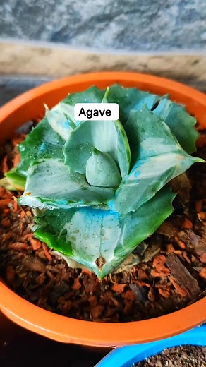 Agave is a flowering succulent #succulents #succulentlove #succulentlovers #IndoorPlants #ornamentalplants #fbpost @highlight | Talukder Sazzad