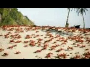 Crab Rave GIF