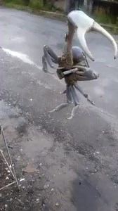 12K views · 114 reactions | Jamaican Crab呂 smoking a cigarette  | Mobay Tory - MBT | Facebook