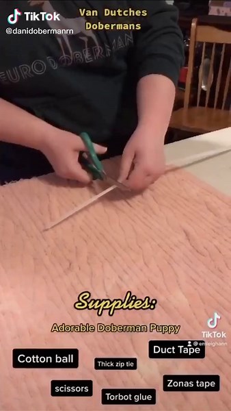 vandutchesdobermans on TikTok