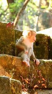 Very wet baby monkey, Baby Leo got wet coz he swim again today | MonkeyCamp