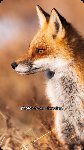 Enter to win a red fox photo print read “15 WILD Red Fox Facts that Might Amaze You” at 🔗 wildlandspa.org/news or the link in bio! Enter by Fri., Apr. 11 for your chance to win this amazing wildlife photography from our 📍 South Mountain Preserve in Emmaus, Pennsylvania by 📸🦊 Steve Miller @sbmphotography. Winner’s choice will bedisplayed on a 20” by 30” canvas. | Wildlands Conservancy