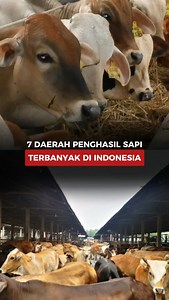 89K views · 595 reactions | 7 Daerah Penghasil Sapi Terbanyak di Indonesia Mendekati perayaan Hari Raya Idul Adha. Peminat terhadap sapi melonjak sanggat tinggi. Namun perlu diketahui, meski Indonesia banyak daerah penghasil sapi, tetap saja belum mampu memenuhi supply daging yang dibutuhkan seluruh lapisan masyarakat. | Pojokjabarcom | Facebook