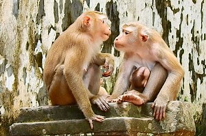 7.8K views · 112 reactions | Nasty Libby staring smell testing Luna honestly or not | Monkey Mister | Facebook