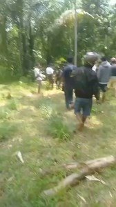 18K views · 138 reactions | Sebanyak 37 orang diamankan karena judi sabung ayam di Langda, Sopai, Kabupaten Toraja Utara oleh tim Resmob Polda Sulsel, Polisi juga mengamankan sejumlah barang bukti seperti ayam, uang tunai, badik serta taji yang diduga digunakan pelaku untuk bermain judi. Sorotan | Makassar Info Terkini | Facebook