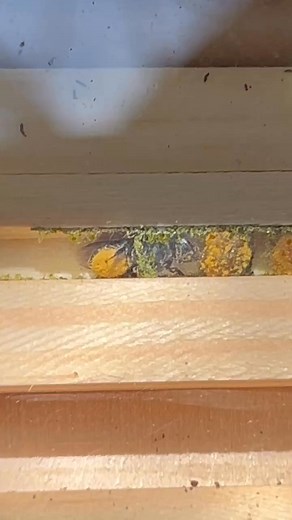 Preparing the next pollen loaf for her egg 🐝🌼This mason bee is hard at work building a pollen loaf—an essential part of her nest. Using special hairs on her belly (called a scopa), she brushes off gathered pollen and carefully packs it into this chamber.Each loaf is a mix of pollen and nectar, forming the perfect food source for her developing larva. Once the loaf is complete, she’ll lay a single egg on top, seal the chamber, and begin the process again.Mason bees are solitary, gentle pollinat