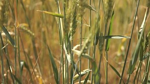 Field Tall Grass Some Weeds Stock Footage Video (100% Royalty-free) 3982708093 | Shutterstock