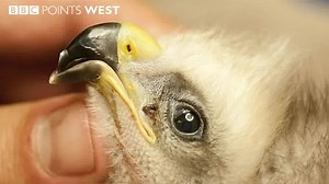 4.1K views · 37 reactions | Meet Beaky - the Wiltshire kite chick that underwent reconstructive surgery to mend a broken beak, nine days after hatching. | BBC Bristol | Facebook
