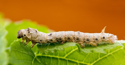 What Do Silkworms Eat? The Secret to Silk