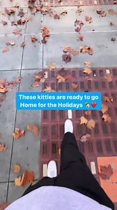 Adopt adult cats and get 50% off their adoption fee and 25% off for kittens. Now through Christmas eve! Visit hssv.org/cats to meet them! #adoptdontshop #kittenrescue ❤️🐈 | Humane Society Silicon Valley