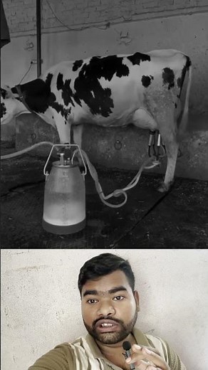 gay milking machine