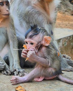 Emotional Wildlife Drama! Adorable Baby Monkey Desperately Requests Milk with Soft Crying Voice as Mother Monkey Turns Away Without Feeding Her Hungry Baby | Monkey Posts
