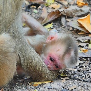 Newborn baby Mollie so weak can't even get up to hug mom with finding milk | Million Monkey | Facebook