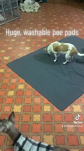2.4K views · 242 reactions | Our favorite products for senior pets! Featuring Fluff Trough, belly bands, and giant, washable pee pads! | Vintage Pet Rescue | Facebook
