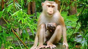 33 reactions | Rainbow so hungry milk after raining! | Baby Monkey Ariana | Facebook