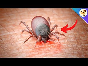 Zecken bei Hunden - DAS ist wichtig & SO wirst du sie los!