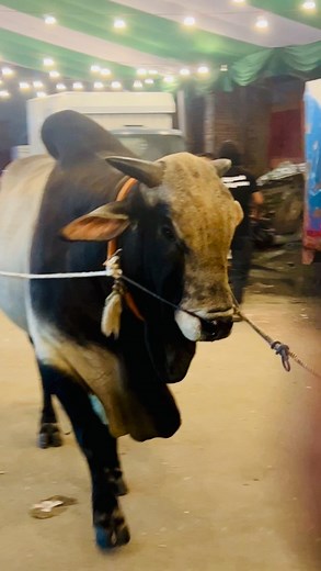 4.9K views · 157 reactions | Huge Grey Black Color Heavyweight Muscular Bull with Attractive Motion Walking in Sadeeq Agro | MashAllah | #grey #brahman #brahmanrojo #Brahman #brahmanraaj #BrahmanCattle #brahmancattle #greybrahmans #greybrahman #greybrahmanbull #greybrahmanheifers #greybrahmancows #greybrahmancow #greybrahmanss #greybrahmansires #greybrahmanlove #greybrahman | The Home of Goru Lovers | Facebook