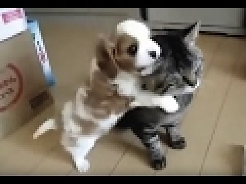 Video di cani e GATTI DIVERTENTI e teneri #26