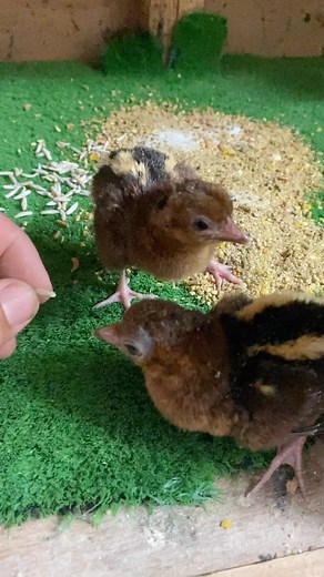 Argus pheasant chicks at 24hrs old #arguspheasant #argusianusargus #worldpheasantassociation #conservation #captivebreeding #captivebreedingsavesspecies #endangeredspecies #vunerablespecies #brinseaincubators #birdsofsoutheastasia #birdsofinstagram #chicksofinstagram🐥 #aviculture #aviculturist #galliformes | Stewart Henderson