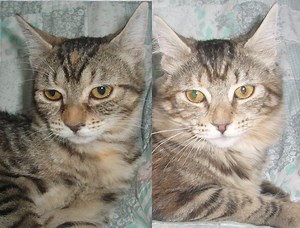 31 reactions | Forgotten Felines and Fidos on Reels | Facebook