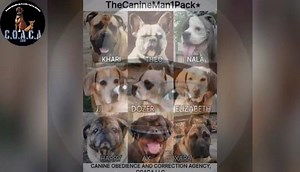 We are dedicated professionals at what we do as a Canine Behaviorist; we extend the best in Client Relations. Our Training Programs are for all age pets beginning as early as 12 weeks old. Our training methods are rooted in the Principles of Positive Training to incorporate the use of the Canine Pack philosophy, and we do not use electronic shock collars. It is our goal to provide excellence in service when consulting, evaluating, and instructing our clients on how to better understand their pet