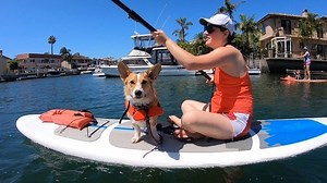 “Synchronized Paddle Boarding with Dogs!” Who wants to go SUP with their dog? DM me today for more info! ___________________________________ #epicdoglife #epicdogpros #WeAreDogTraining #netflixshows #dogsofinstagram #dogtraining #dailydisrupt #animalsareawesome #orangecountydogs #surfcityusa #orangecountydogtraining #10xgrowthconference #newportbeachpier #dogtrainingadvice #epicdogs #dogtraining101 #bestoforangecounty #dogtrainingadvice #10xgrowthcon #lagunabeachcommunity #huntingtondogbeach #hu