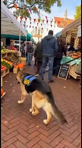 German Shepherd Farmers Market Crowd Flow Helper | German shepherds