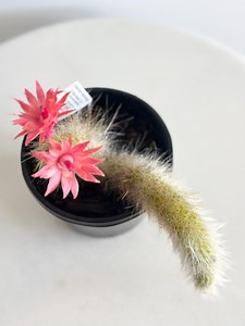 White Monkey Tail Cactus - Etsy Australia