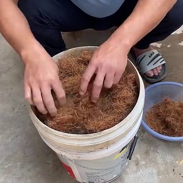 The secret to growing potatoes with impressive yields | DIY Balcony Garden