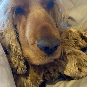 ‪The queen sends a telegram on Ur 100th  & @jacobdivapuppy  sends a special birthday msg for @divinadecampo ‪  bitch  ‬ | G-A-Y & Heaven Nightclub | Facebook