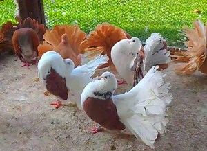 beautiful fantail pigeon #fantailpigeon #pigeon #pigeons #fantailpigeons | Wild BIRDS