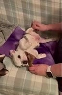 44 reactions · 3 comments | Exercises and exercises. Lots of exercises! | Chicago English Bulldog Rescue, Inc. | Facebook