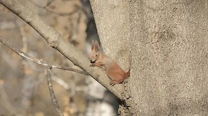 City Park Funny Rodent Squirrel On Stock Footage Video (100% Royalty-free) 3651181075 | Shutterstock